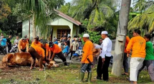 1,4 Ton Sapi Kurban Presiden Prabowo Dinikmati Masyarakat Kabupaten Natuna 15 natuna e1749406308638